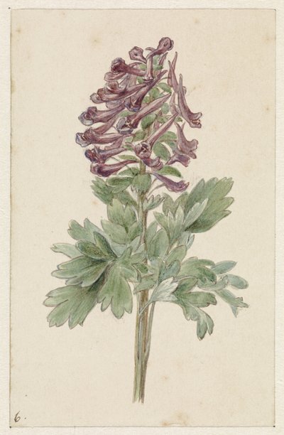 Blühende Corydalis bulbosa von Jan Jacob Goteling Vinnis