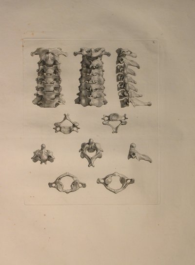 Albinus II, Pl. X: Halswirbel, Illustration aus 