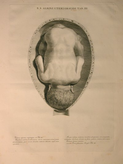 Albinus, Uterus, Pl. III, Illustration aus 