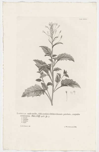 Lobelia cliffortiana von Jan Wandelaar
