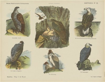 Raubvögel von Jan de Haan