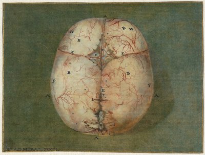 Drucke des Gehirns und des Herzens von Jan l