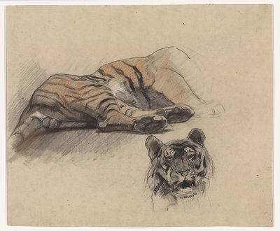 Liegender Tiger und Kopf eines Tigers von Jan van Essen