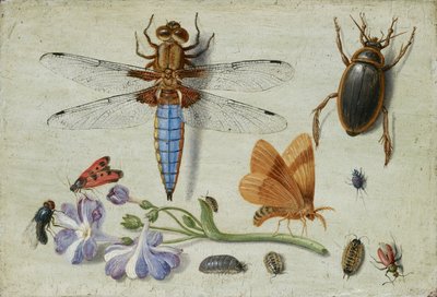 Ein Maikäfer, Käfer, Asseln und andere Insekten, mit einem Aurikelzweig, frühe 1650er von Jan van Kessel