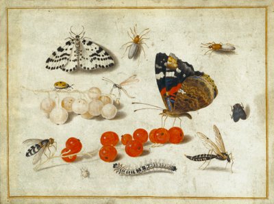 Schmetterling, Raupe, Motte, Insekten und Johannisbeeren, ca. 1650-65 (Gouache und Tinte auf Pergament) von Jan van Kessel the Elder