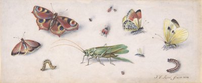 Insekten, Schmetterlinge und eine Heuschrecke, 17. Jahrhundert von Jan van Kessel