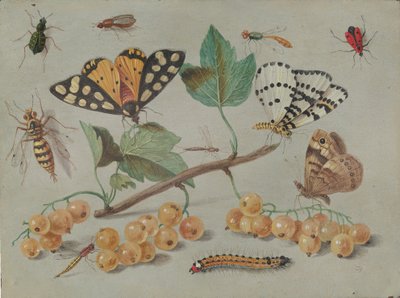 Studie von Schmetterling und Insekten, ca. 1655 von Jan van Kessel