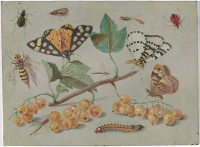 Studie von Schmetterlingen und Insekten von Jan van Kessel the Elder