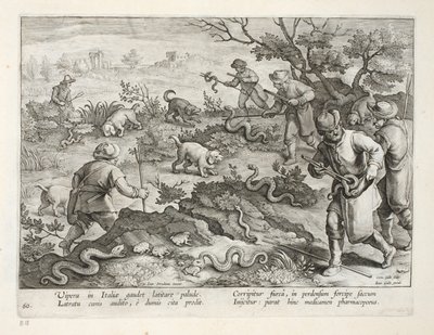 Italienische Vipern fressen Kröten, Tafel 60, Illustration aus 