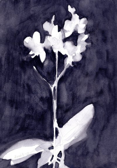 Orchideenimpression in Dunkelblau-Grau, ca. 2019 von Janel Bragg