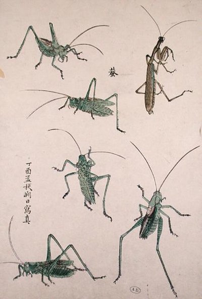 Heuschrecken von Japanese School
