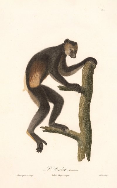 Schwarzindri (Indri Niger) von Jean Baptiste Audebert