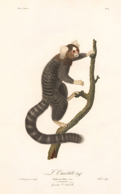 Gewöhnlicher Marmoset (Simia jacchus) von Jean Baptiste Audebert