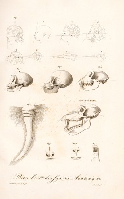 Vergleichende Primatenanatomie, Erste Tafel von Jean Baptiste Audebert