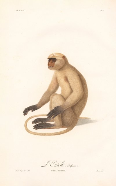 Hanuman-Langur (Simia entellus) von Jean Baptiste Audebert
