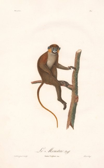 Bartaffe (Simia cephus) von Jean Baptiste Audebert