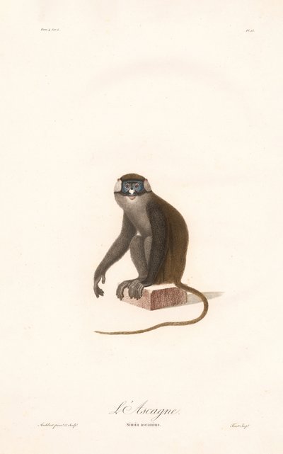 Rotschwanzmeerkatze (Simia ascanius) von Jean Baptiste Audebert