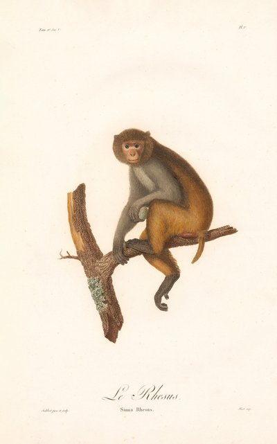 Rhesusaffe (Simia Rhesus) von Jean Baptiste Audebert