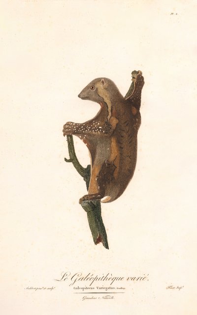 Gefleckter Gleitflieger (Galeopithecus variegatus) von Jean Baptiste Audebert