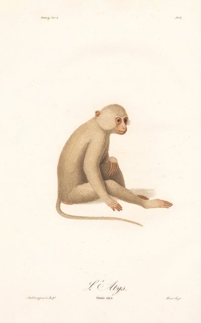 Weißhandgibbon (Simia alys) von Jean Baptiste Audebert