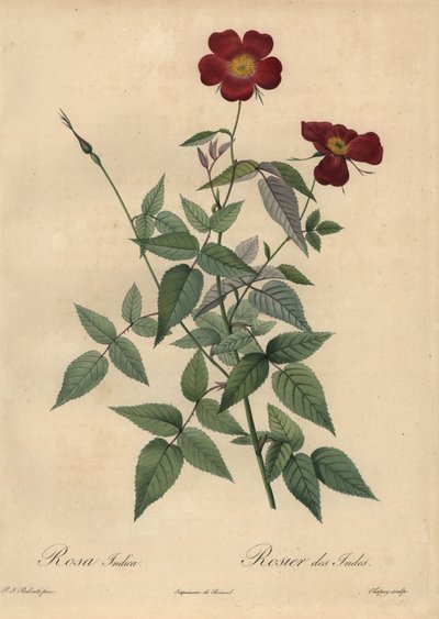 Purpurrote Chinarose, Rosa chinensis von Jean Baptiste Chapuy