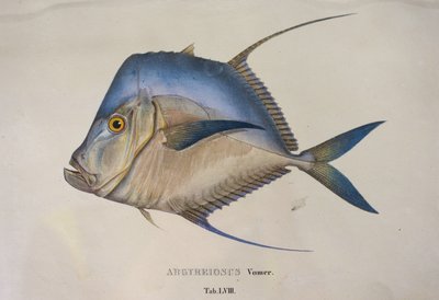 Argyreiosus vomer von Jean Baptiste Debret