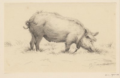 Stehendes urinierendes Schwein, nach rechts, im Gras von Jean Bernard