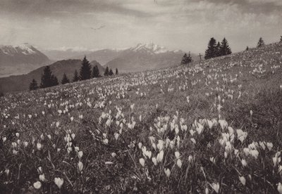 Rigi Kaltbad, Frühling von Jean Gaberell