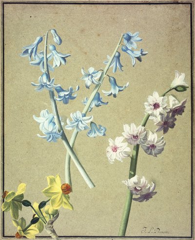 Eine Blaue und eine Lavendel Hyazinthe und eine Gelbe Narzisse, ca. 1805 von Jean Louis Prevost