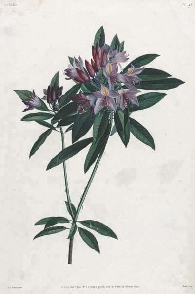 Pontischer Rhododendron, 1805 von Jean Louis Prévost.