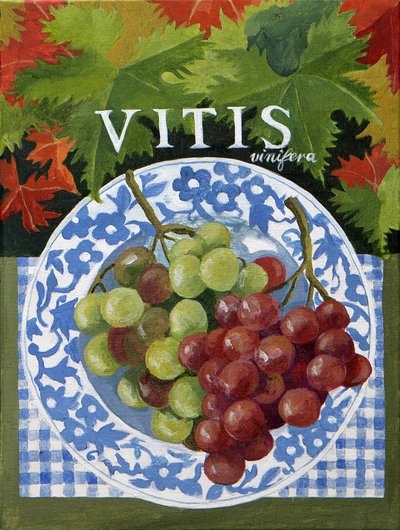 Vitus (Trauben), 2014 von Jennifer Abbott