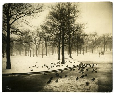 Common mit Tauben, Boston, USA, ca. 1902-10 von Jessie Tarbox Beals
