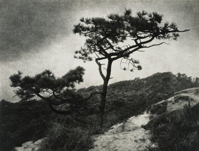 Berühmte Torrey-Kiefern von Jessie Tarbox Beals