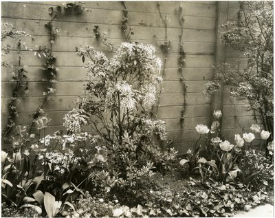 Mr & Mrs John Morgan, 39 W 11 St, Andromeda-Pflanze, Greenwich Village, New York, USA, ca. 1939-40 von Jessie Tarbox Beals