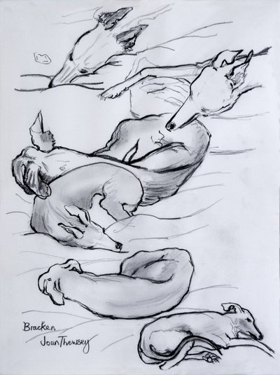 Bracken, der Windhund von Joan Thewsey