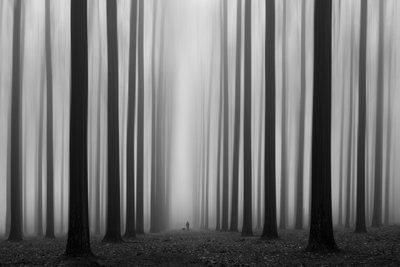 Nebliger Waldweg von Jochen Bongaerts