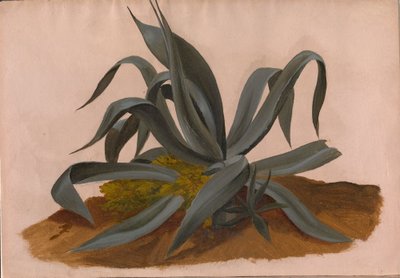 Studie einer Agave von Johan Christian Dahl