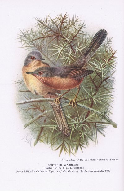 Dartford-Grasmücken, Natur in Großbritannien veröffentlicht von Collins, 1946 von Johan Gerard Keulemans