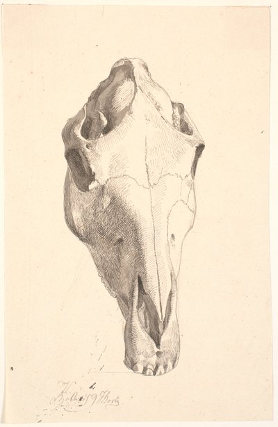 Hirschschädel von Johan Thomas Lundbye
