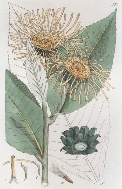 Alant Inula helenium, 1804-1811 von Johan Wilhelm Palmstruch