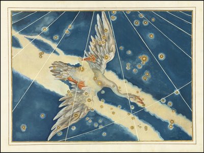Cygnus von Johann Bayer