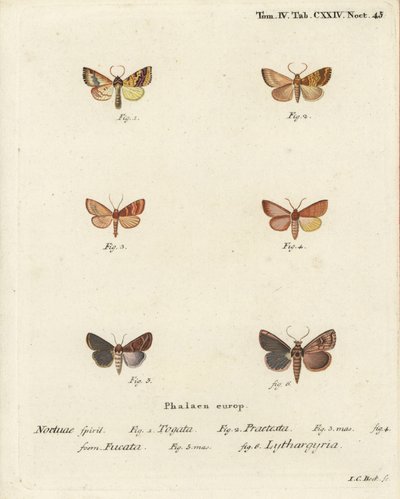 Gestreifter Gelbspanner, Tileacea aurago 1-4, und Tonmotte, Mythimna ferrago 5,6. Handkolorierter Kupferstich von Johann Carl Bock nach Eugenius Johann Christoph Espers Die Schmetterlinge in Abbildungen nach der Natur, Erlangen von Johann Carl Bock