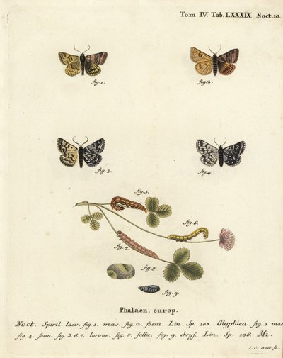Burnet-Begleitmotte, Euclidia glyphica 1,2, und die Mutter Shipton-Motte, Euclidia mi, 3-9. Handkolorierter Kupferstich von Johann Carl Bock nach Eugenius Johann Christoph Espers Die Schmetterlinge in Abbildungen nach der Natur, Erlangen von Johann Carl Bock