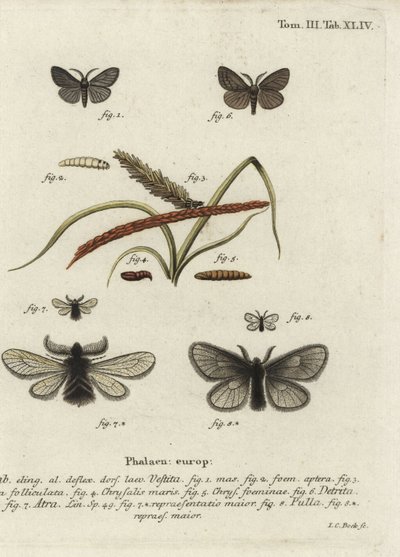 Canephora hirsuta, Ocneria detrita und Epichnopterix plumella von Johann Carl Bock