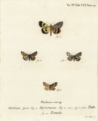 Catocala Hymenaea, Amerila Puella und Isturgia Famula Motten von Johann Carl Bock