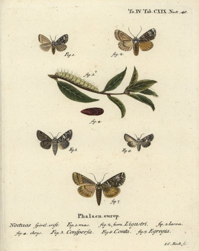 Kronenmotte, Craniophora ligustri 1-4, Marmorierte Krone, Hadena confusa 5, Verschiedene Krone, Hadena compta 6, und Grüne Bögen, Anaplectoides prasina 7. Handkolorierte Kupferstichgravur von Johann Carl Bock nach Eugenius Johann Christoph Espers Die Schme von Johann Carl Bock