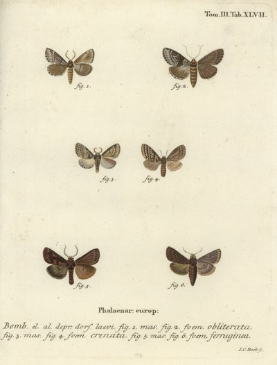 Düsteres Gehäuse, düster marmoriertes Braun und brauner Rustik. von Johann Carl Bock