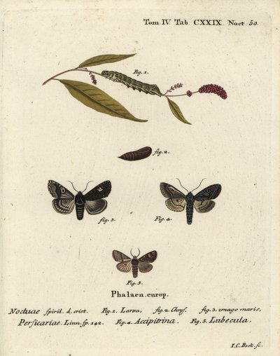 Punkt, Melanchra persicariae 1-4, und Dryobota labecula 5. Handkolorierter Kupferstich von Johann Carl Bock nach Eugenius Johann Christoph Espers Die Schmetterlinge in Abbildungen nach der Natur, Erlangen von Johann Carl Bock