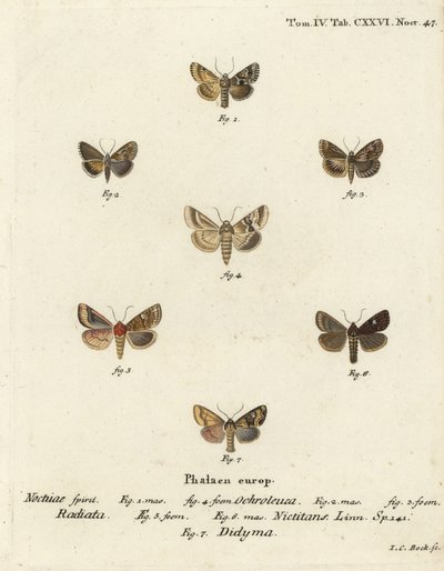 Dunkle Sallow, Eremobia ochroleuca 1,4, Cynaeda dentalis 2,3, Ohrmotte, Amphipoea oculea 5,6, und Gemeiner Rustik, Mesapamea secalis 7. Handkolorierter Kupferstich von Johann Carl Bock nach Eugenius Johann Christoph Espers Die Schmetterlinge in Abbildungen von Johann Carl Bock