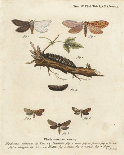 Geistermotte, Hepialus humuli 1-4, und goldener Schnellschwimmer, Phymatopus hecta 5-7. Handkolorierter Kupferstich von Johann Carl Bock nach Eugenius Johann Christoph Espers Die Schmetterlinge in Abbildungen nach der Natur, Erlangen von Johann Carl Bock